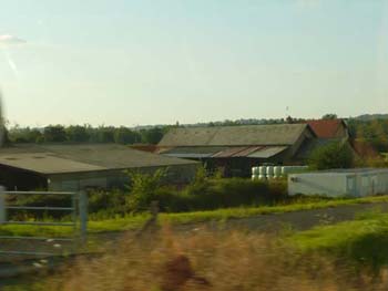 le bouvier des flandres et les vaches - Elevage du CLOS DE LA LUETTE - COPYRIGHT DEPOSE