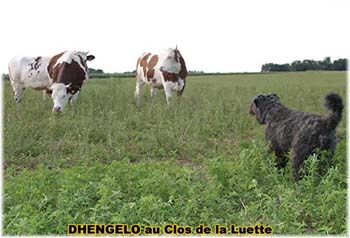 le bouvier des flandres et les vaches - Elevage du CLOS DE LA LUETTE - COPYRIGHT DEPOSE