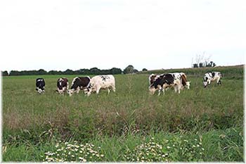 le bouvier des flandres et les vaches - Elevage du CLOS DE LA LUETTE - COPYRIGHT DEPOSE