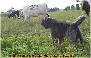 le bouvier des flandres et les vaches - Elevage du CLOS DE LA LUETTE - COPYRIGHT DEPOSE