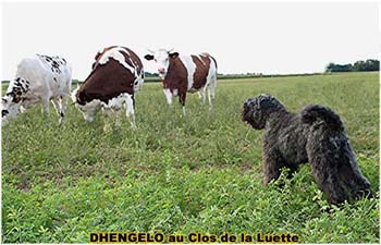 le bouvier des flandres et les vaches - Elevage du CLOS DE LA LUETTE - COPYRIGHT DEPOSE