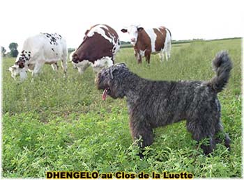 le bouvier des flandres et les vaches - Elevage du CLOS DE LA LUETTE - COPYRIGHT DEPOSE