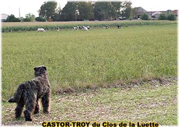 le bouvier des flandres et les vaches - Elevage du CLOS DE LA LUETTE - COPYRIGHT DEPOSE