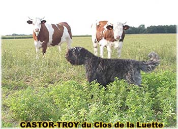 le bouvier des flandres et les vaches - Elevage du CLOS DE LA LUETTE - COPYRIGHT DEPOSE