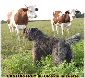 le bouvier des flandres et les vaches - Elevage du CLOS DE LA LUETTE - COPYRIGHT DEPOSE