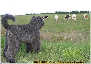 le bouvier des flandres et les vaches - Elevage du CLOS DE LA LUETTE - COPYRIGHT DEPOSE