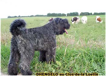 le bouvier des flandres et les vaches - Elevage du CLOS DE LA LUETTE - COPYRIGHT DEPOSE