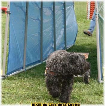 Bouvier des Flandres copyright Elevage du Clos de la Luette