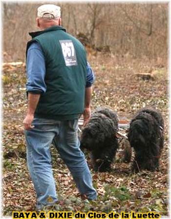 Bouvier des Flandres copyright Elevage du Clos de la Luette