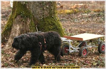 Bouvier des Flandres copyright Elevage du Clos de la Luette