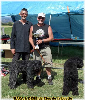 Bouvier des Flandres copyright Elevage du Clos de la Luette