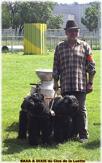 Bouvier des Flandres copyright Elevage du Clos de la Luette