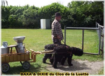 Bouvier des Flandres copyright Elevage du Clos de la Luette