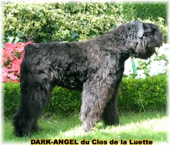 Elevage du CLOS DE LA LUETTE - COPYRIGHT DEPOSE