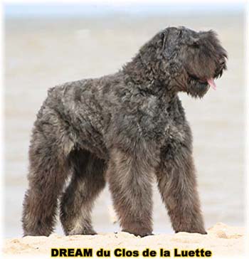 Bouvier des Flandres DREAM - Elevage du CLOS DE LA LUETTE - COPYRIGHT DEPOSE