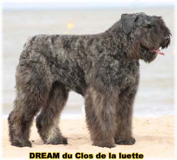 Bouvier des Flandres DREAM - Elevage du CLOS DE LA LUETTE - COPYRIGHT DEPOSE