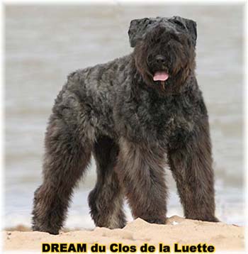 Bouvier des Flandres DREAM - Elevage du CLOS DE LA LUETTE - COPYRIGHT DEPOSE