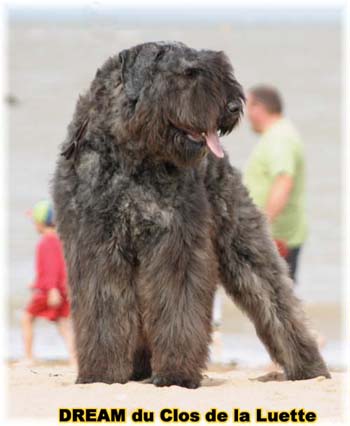 Bouvier des Flandres DREAM - Elevage du CLOS DE LA LUETTE - COPYRIGHT DEPOSE