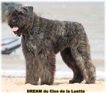 Bouvier des Flandres DREAM - Elevage du CLOS DE LA LUETTE - COPYRIGHT DEPOSE