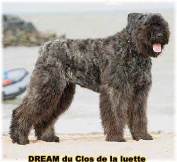 Bouvier des Flandres DREAM - Elevage du CLOS DE LA LUETTE - COPYRIGHT DEPOSE