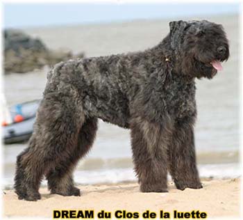 Bouvier des Flandres DREAM - Elevage du CLOS DE LA LUETTE - COPYRIGHT DEPOSE