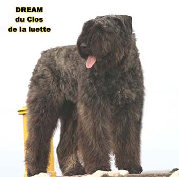 Bouvier des Flandres DREAM - Elevage du CLOS DE LA LUETTE - COPYRIGHT DEPOSE