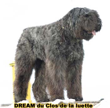 Bouvier des Flandres DREAM - Elevage du CLOS DE LA LUETTE - COPYRIGHT DEPOSE