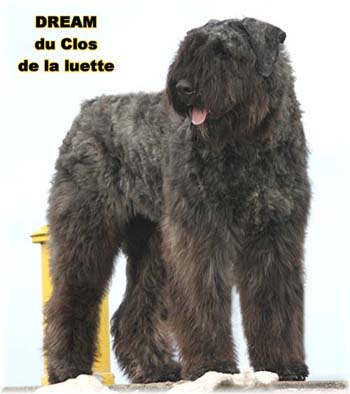 Bouvier des Flandres DREAM - Elevage du CLOS DE LA LUETTE - COPYRIGHT DEPOSE