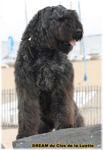 Bouvier des Flandres DREAM - Elevage du CLOS DE LA LUETTE - COPYRIGHT DEPOSE