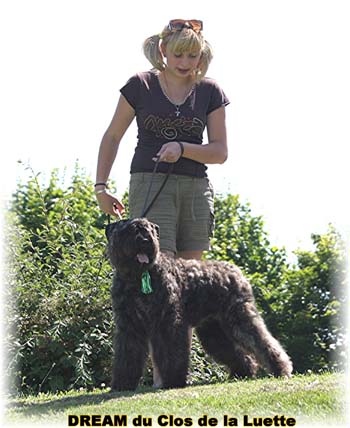 Bouvier des Flandres DREAM - Elevage du CLOS DE LA LUETTE - COPYRIGHT DEPOSE