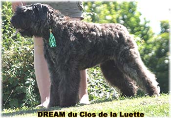 Bouvier des Flandres DREAM - Elevage du CLOS DE LA LUETTE - COPYRIGHT DEPOSE