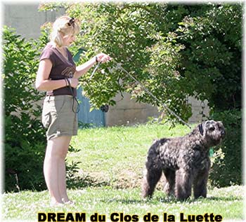 Bouvier des Flandres DREAM - Elevage du CLOS DE LA LUETTE - COPYRIGHT DEPOSE