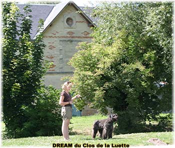 Bouvier des Flandres DREAM - Elevage du CLOS DE LA LUETTE - COPYRIGHT DEPOSE