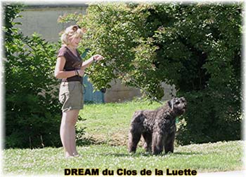 Bouvier des Flandres DREAM - Elevage du CLOS DE LA LUETTE - COPYRIGHT DEPOSE