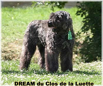 Bouvier des Flandres DREAM - Elevage du CLOS DE LA LUETTE - COPYRIGHT DEPOSE