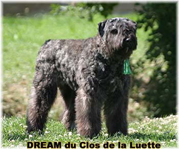 Bouvier des Flandres DREAM - Elevage du CLOS DE LA LUETTE - COPYRIGHT DEPOSE