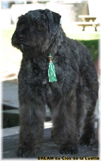 Bouvier des Flandres DREAM - Elevage du CLOS DE LA LUETTE - COPYRIGHT DEPOSE