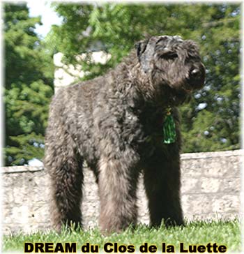 Bouvier des Flandres DREAM - Elevage du CLOS DE LA LUETTE - COPYRIGHT DEPOSE