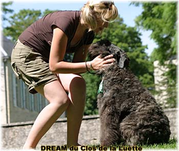 Bouvier des Flandres DREAM - Elevage du CLOS DE LA LUETTE - COPYRIGHT DEPOSE