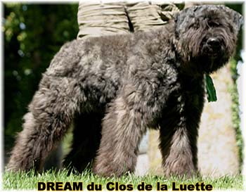 Bouvier des Flandres DREAM - Elevage du CLOS DE LA LUETTE - COPYRIGHT DEPOSE