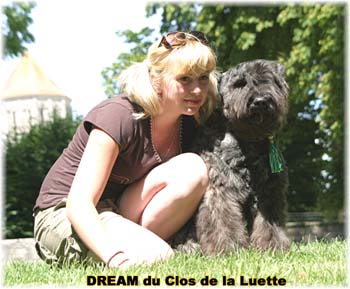 Bouvier des Flandres DREAM - Elevage du CLOS DE LA LUETTE - COPYRIGHT DEPOSE