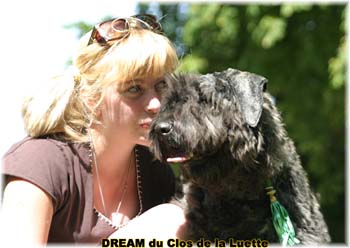 Bouvier des Flandres DREAM - Elevage du CLOS DE LA LUETTE - COPYRIGHT DEPOSE