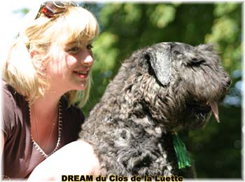 Bouvier des Flandres DREAM - Elevage du CLOS DE LA LUETTE - COPYRIGHT DEPOSE