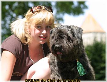 Bouvier des Flandres DREAM - Elevage du CLOS DE LA LUETTE - COPYRIGHT DEPOSE