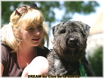 Bouvier des Flandres DREAM - Elevage du CLOS DE LA LUETTE - COPYRIGHT DEPOSE