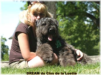 Bouvier des Flandres DREAM - Elevage du CLOS DE LA LUETTE - COPYRIGHT DEPOSE