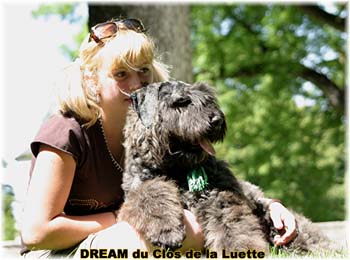 Bouvier des Flandres DREAM - Elevage du CLOS DE LA LUETTE - COPYRIGHT DEPOSE