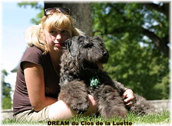 Bouvier des Flandres DREAM - Elevage du CLOS DE LA LUETTE - COPYRIGHT DEPOSE