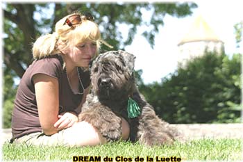 Bouvier des Flandres DREAM - Elevage du CLOS DE LA LUETTE - COPYRIGHT DEPOSE