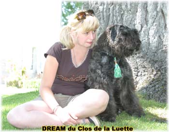 Bouvier des Flandres DREAM - Elevage du CLOS DE LA LUETTE - COPYRIGHT DEPOSE